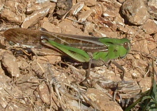 Cavalletta verde